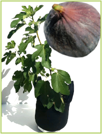 Figuier - variété "Napolitaine" / Ficus carica 27l