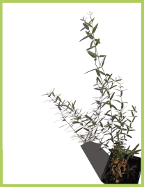 Filaire à feuille étroite / Phillyrea augustifolia 2.5l