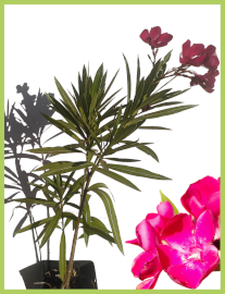 Lauriers rose de couleur bordeaux / Nerium oleander 2.5l
