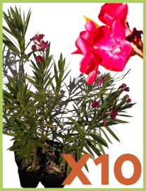 Lauriers rose de couleur bordeaux / Nerium oleander 2.5l par 10