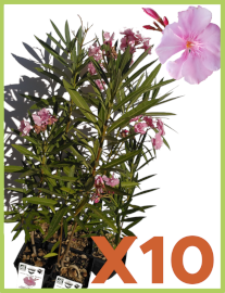 Lauriers rose var. Planchon (rose) / Nerium oleander 2.5l par 10