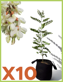 Robinier faux-Acacia / Robinia pseudoacacia 27l par 10