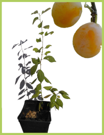 Quetsche jaune / Prunus domestica 2.5l