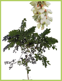 Robinier faux-acacia / Robinia pseudoacacia 2.5l